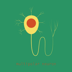 structure of a motor neuron vector image