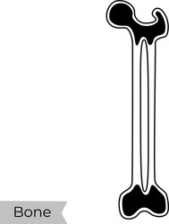 Structure humerus bone with name Royalty Free Vector Image