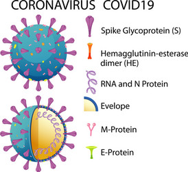 diagram corona virus particle structure vector image