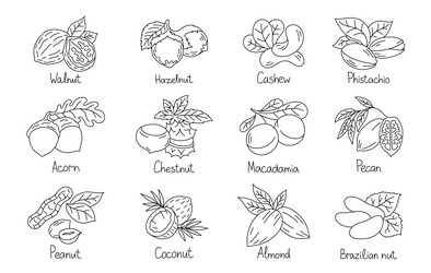 Different types of nuts set outline icons vector