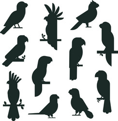 Black Parrot Silhouettes Vector Image