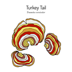 Turkey Tail Mushroom Vector Images (29)