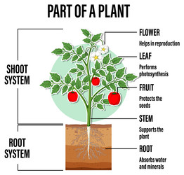 Diagram showing parts of a plant Royalty Free Vector Image
