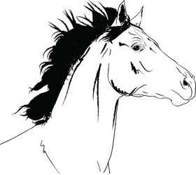 Elegant Horse Head Sketch Vector Image
