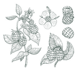 raspberry set sketch berry branch vector image