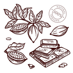 cocoa branch design in sketch style vector image