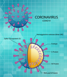 diagram corona virus particle structure vector image