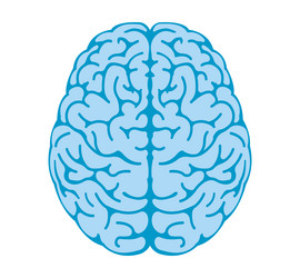 Human brain view from above Royalty Free Vector Image