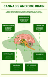 Cannabis and dog brain vertical infographic vector
