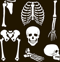 Human skeleton posing isolated over black Vector Image