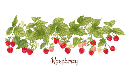 Raspberry ripe berries on branch clip art set vector