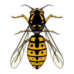 colored sketch a wasp with top view vector image
