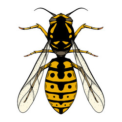 Colored sketch a wasp with top view vector