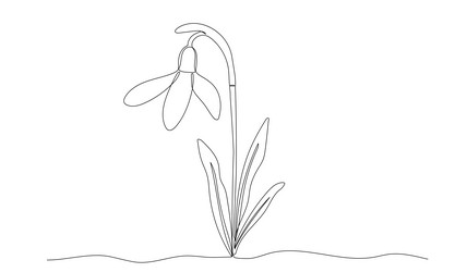 snowdrop one continuous line hand vector image
