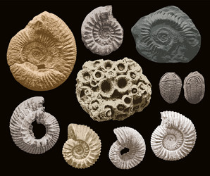 set objects sea stone with shells of ancient vector image