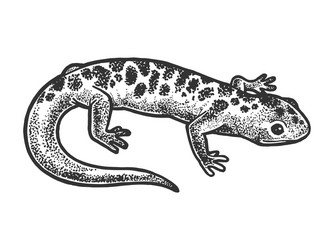 Scratchboard Lizard Sketch Vector Image