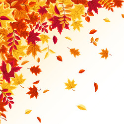 autumn falling leaves nature background with red vector