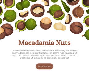 macadamia nut banner design with kernel and shell vector image