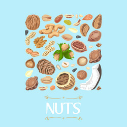 Isolated square of nuts and seeds vector