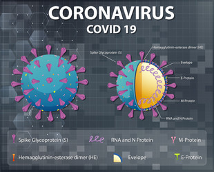 diagram corona virus particle structure vector image