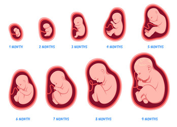 Pregnancy Stages Fetal Foetus Development Process Vector Image Pregnancy Stages Fetal Foetus Development Process Vector Image