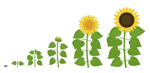 Sunflower Growth Stages Agriculture Plant Vector Image