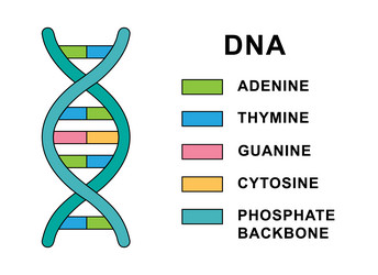 structure of spiral deoxyribonucleic acid molecule vector