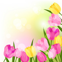 Spring Tulips Flower Background Vector Image