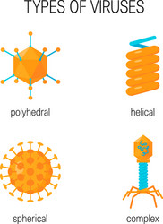 Viral Types & Concepts vector image