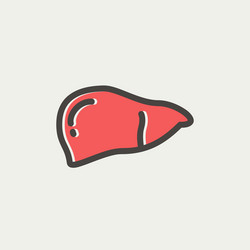 Human liver isolated Royalty Free Vector Image