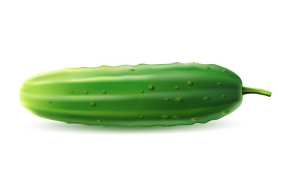 realistic cucumber green haulm leaf flower vector image