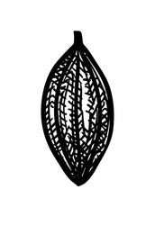 ink sketch of cocoa vector image