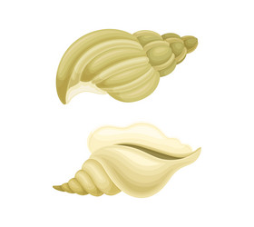 seashell as hard marine snail shell set vector image