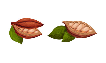 pod of theobroma cacao with cocoa bean inside vector image