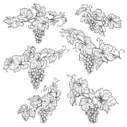 Grape Branch Sketch vector image
