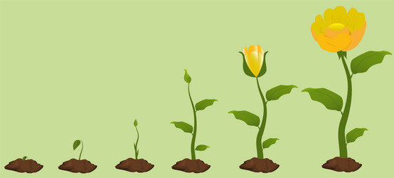 Infographic in the form 6 stages of flower growth Vector Image