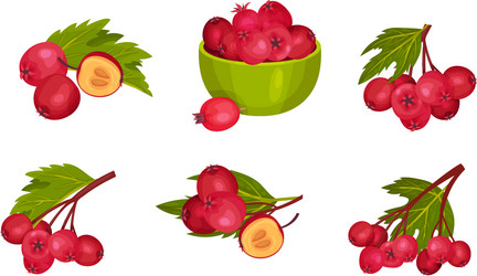 hawthorn berry branches with red round small pome vector