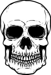 Detailed Human Skull Drawing Vector Image