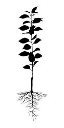 seedling with root system vector image