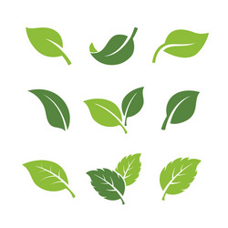 Set green leaves element icon leaf symbol vector