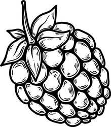 raspberry fruit in engraving style design element vector image