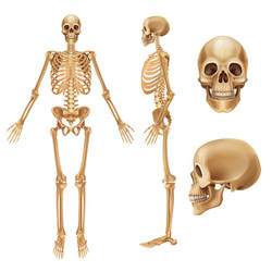 Spine structure front and side view human Vector Image