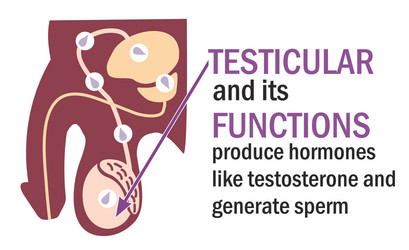 testicles testes testicle and its functions vector image