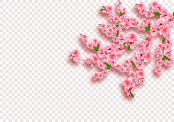 sakura is magnificent cherry branches Vector Image