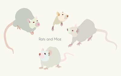 Light-grey nice rats and mice - a symbol 2020 vector