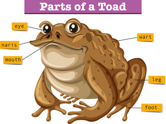 Frogs Warts Vector Images (29)