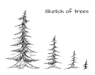 Pencil sketch of trees different sizes element vector