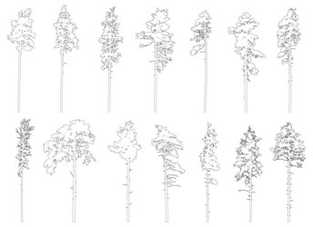 contour of tall coniferous trees set vector image