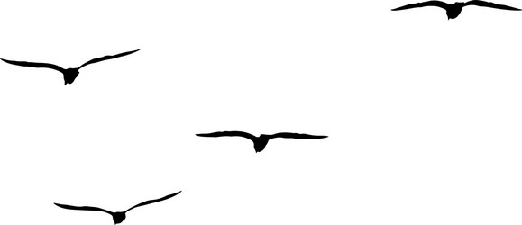Silhouette Seagull Flock Vector Image