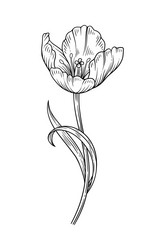 tulip with leaves black sketch flower Vector Image